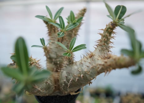 パキポディウム　デンシフローラム　Pachypodium densiflorum　No.4