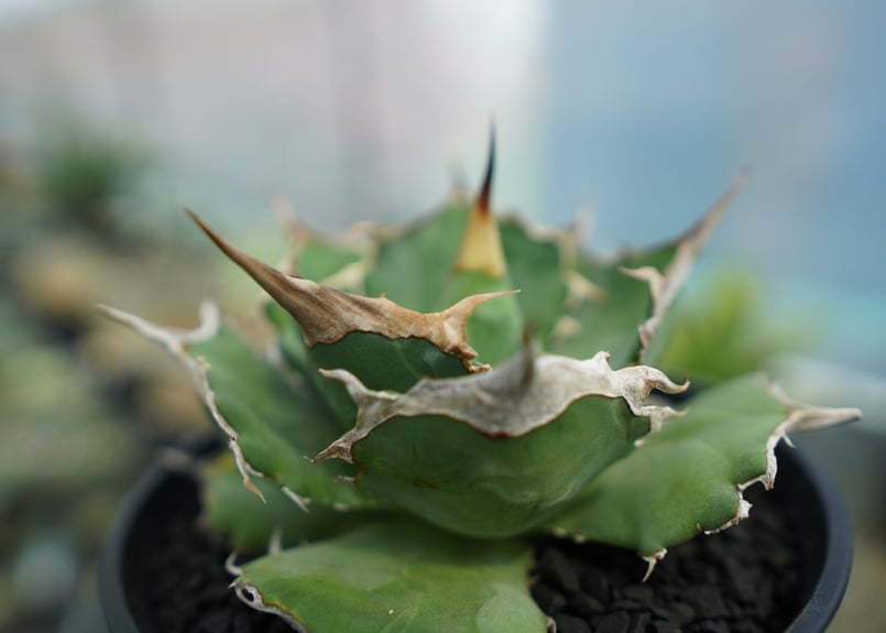 アガベ　獅子光　台湾 アガベ チタノタ 獅子光 agave titanota lion light | mana'