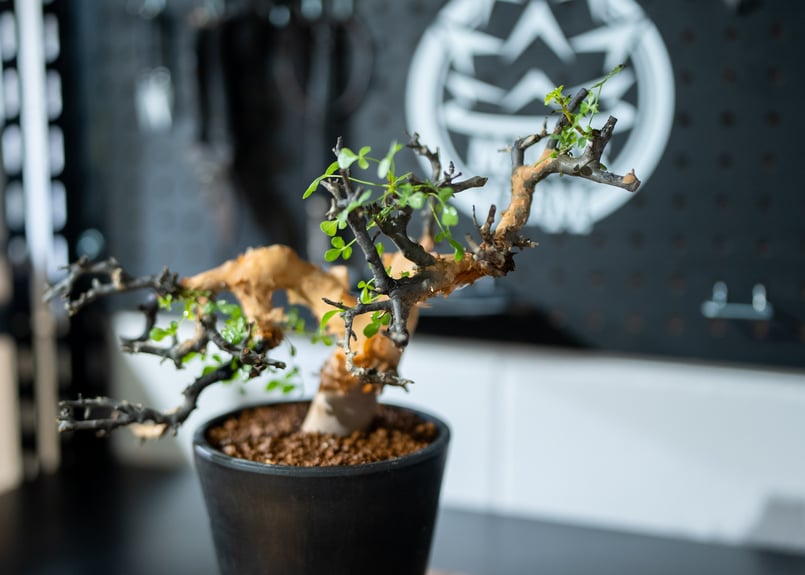 コミフォラ カタフ | mana's green:塊根植物販売|マナズグリーン コミフォラ カタフ | mana's green:塊根植物販売|マナズグリーン