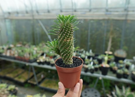 ユーフォルビア　ソテツキリン "パイナップルコーン"　Euphorbia sotetsukirin  No.2