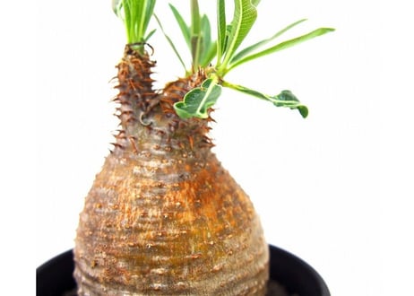 Pachypodium Gracilius パキポディウム  グラキリス  №9  little