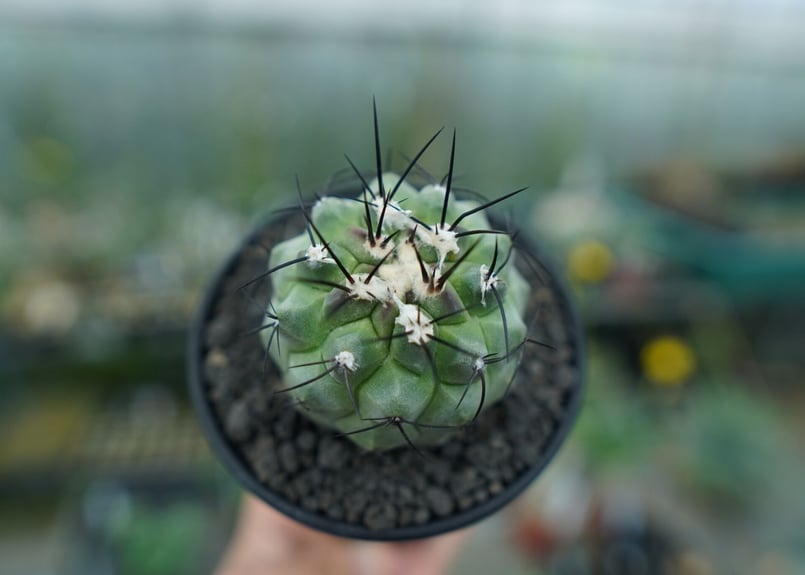 コピアポア モンタナ ”妖鬼玉” Copiapoa montana | mana's far