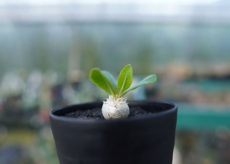 パキポディウム　恵比寿笑い　Pachypodium brevicaule　No.3