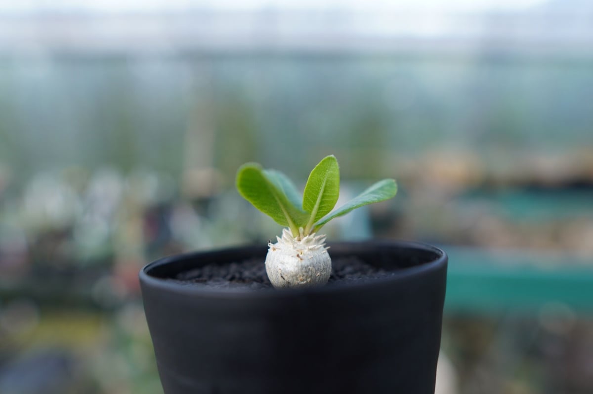 パキポディウム 恵比寿笑い Pachypodium brevicaule ③ パキポディウム 恵比寿笑い Pachypodium brevicaule No.3 | man