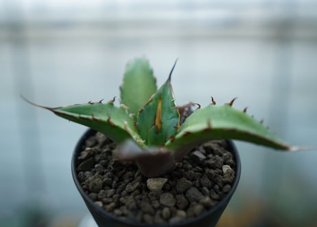 アガベ　チタノタ　ハデス　Agave titanota Hades