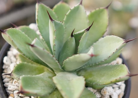 Agave Potatorum×Macroacantha　”八荒雷神”　No.1