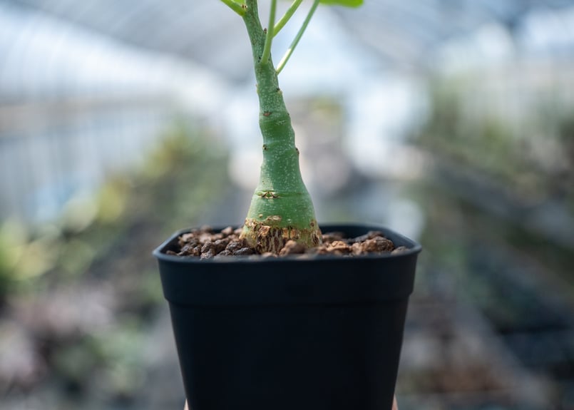 アデニア グラウカ Adenia glauca NO.1 | mana's farm:塊根植