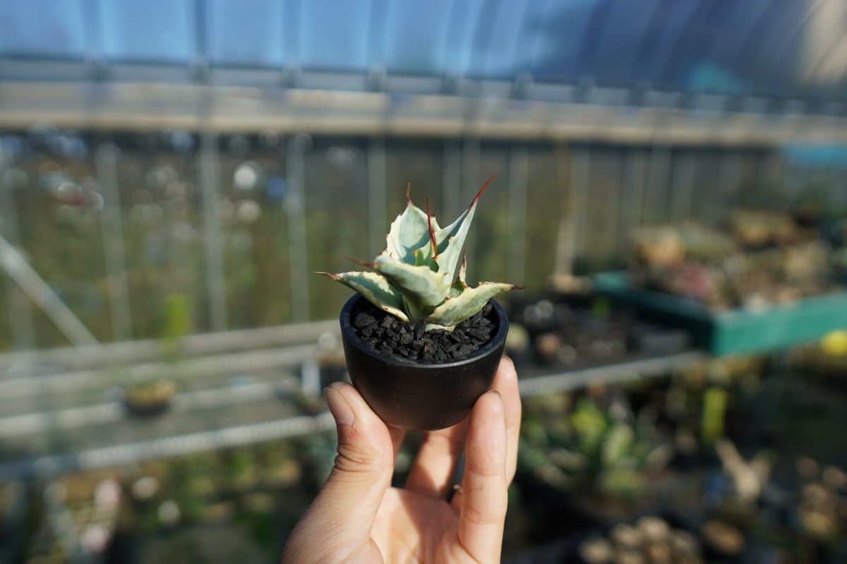 抜き苗】アガベ 怒雷神錦 Agave potatorum verschaffeltii |