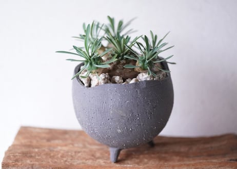 Euphorbia  'Gabisan'