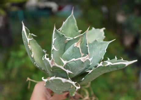 Agave titanota 白鯨 C NO.1
