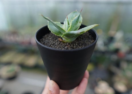 アガベ　ポタトラム　トレードウィンズ　Agave potatorum Tradewinds　No.1