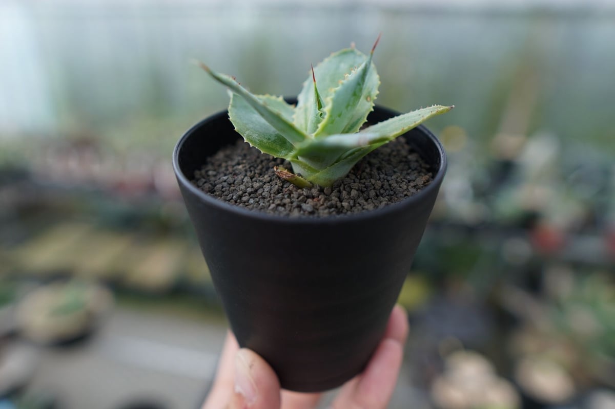 アガベ ポタトラム トレードウィンズ Agave potatorum Tradewinds N