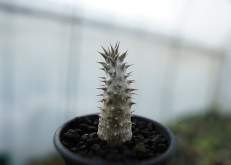 パキポディウム　伊藤ハイブリッド　Pachypodium 'Itoh Hybrid'  No.1