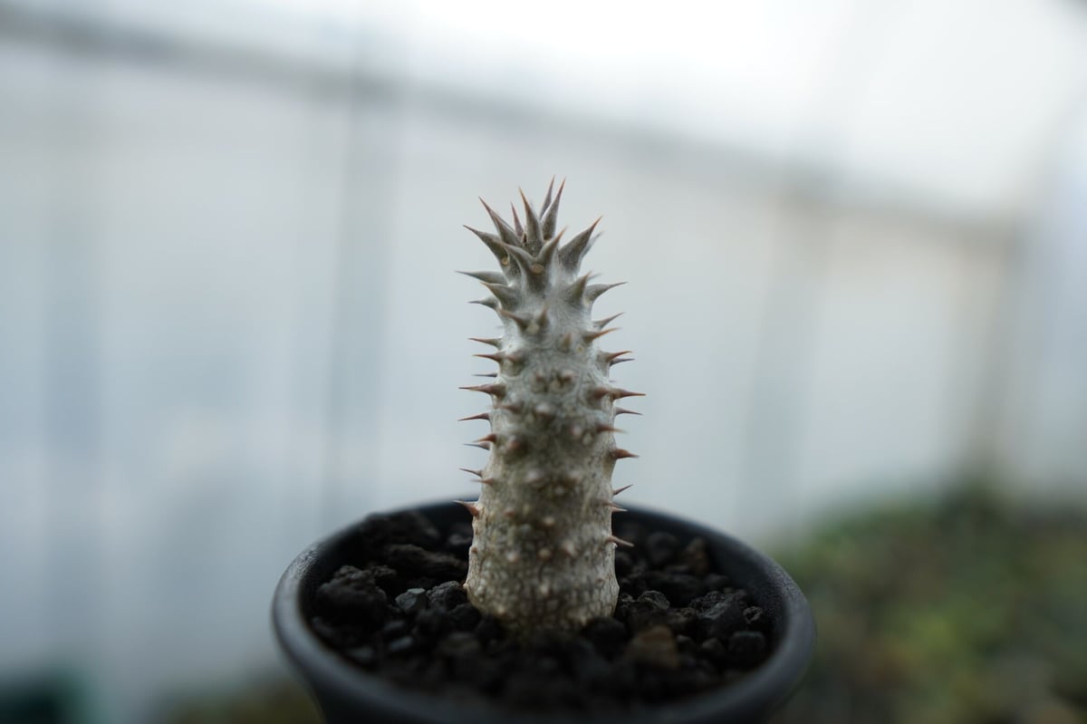 パキポディウム 伊藤ハイブリッド Pachypodium 'Itoh Hybrid' No.