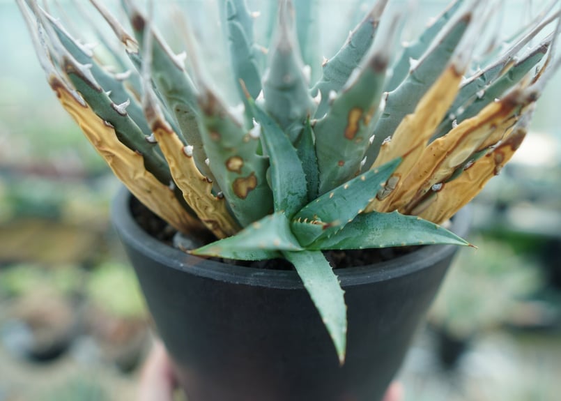 アガベ ユタエンシス Agave uthaensis No.5 | mana's farm:塊
