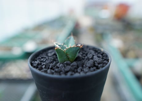 アガベ　チタノタ　FO-76　Agave titanota  FO-76　No.5