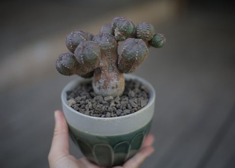 オベサブロウ Euphorbia Obesablow