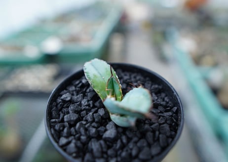 アガベ　チタノタ　 ブラックアンドブルー 　Agave titanota black and blue　No.17
