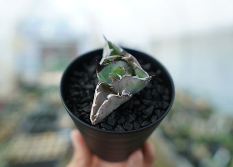 アガベ　チタノタ　 ブラックアンドブルー 　Agave titanota black and blue　No.4