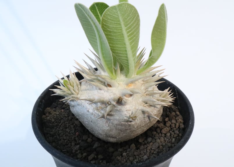 パキポディウム 恵比寿笑い 実生 №3 | mana's farm:塊根植物・アガベ