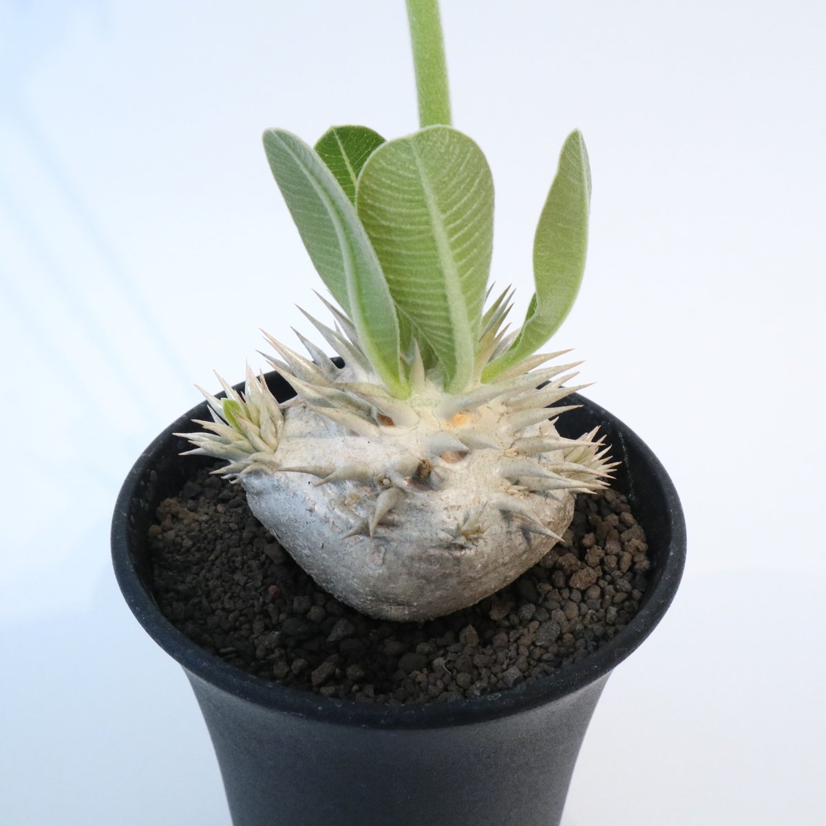 パキポディウム ・恵比寿笑い　実生 パキポディウム 恵比寿笑い 実生 №3 | mana's farm:塊根植物・アガベ