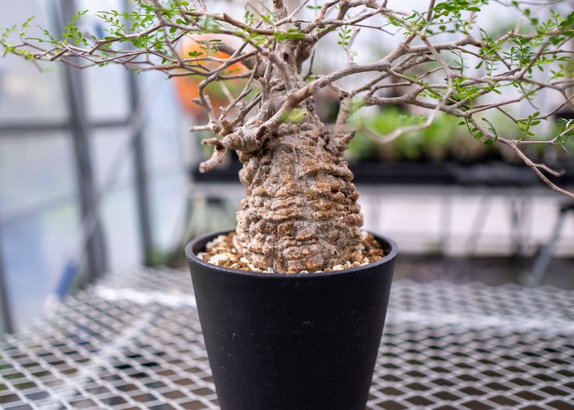 オペルクリカリア パキプス No.3 | mana's farm:塊根植物・アガベ