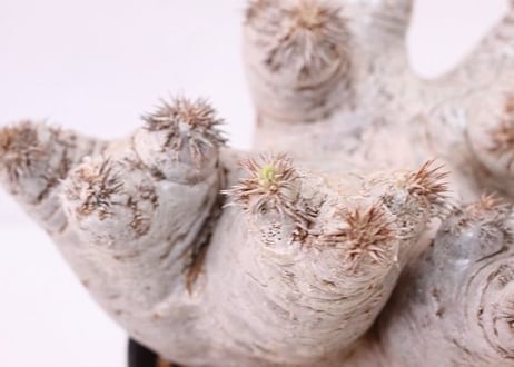 Pachypodium eburneum　パキポディウム　エブレネウム  no.3　グローブ型　花芽多数