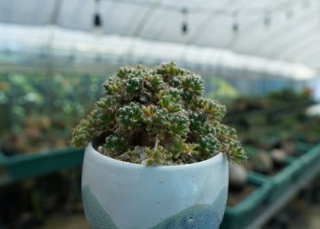 トリコディアデマ　デンサム　Trichodiadema densum