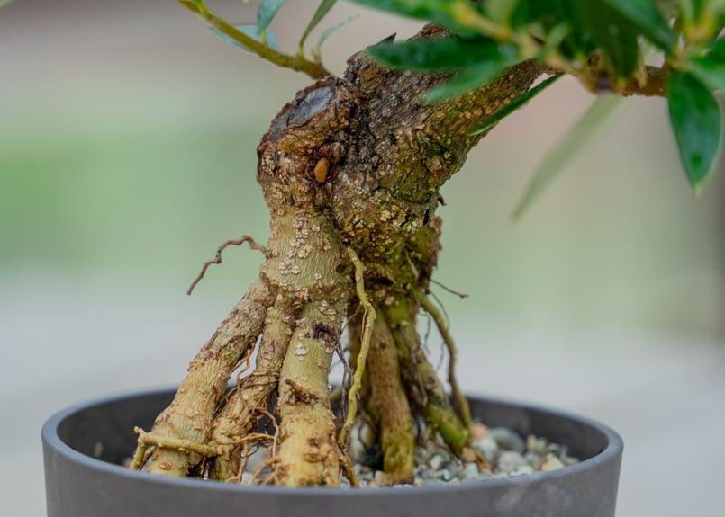 オリーブ 根上がり | mana's farm:塊根植物・アガベ・ドライガーデン