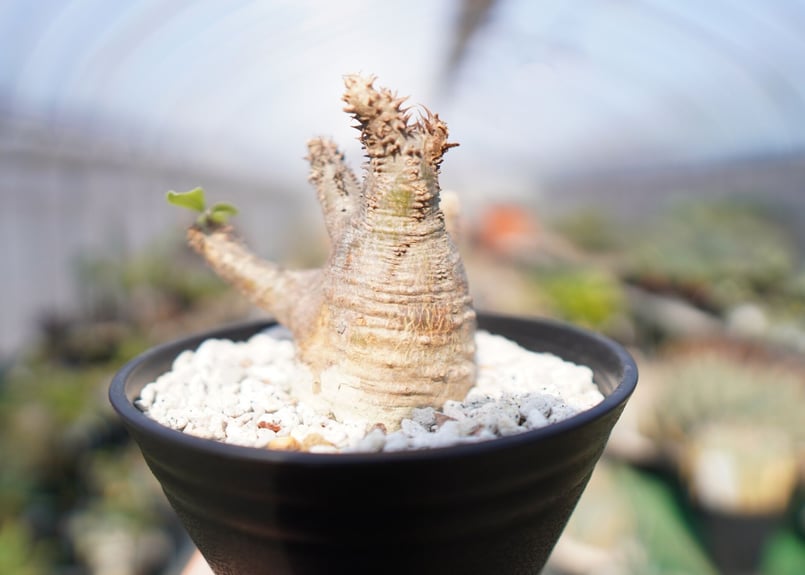 パキポディウム マカイエンセ Pachypodium makayense No.2 | man