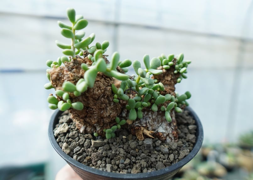 ケラリア ピグマエア　斑入り　レア？ ケラリア ピグマエア 斑入り 実生 - メルカリ