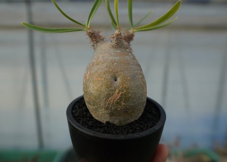 パキポディウム　グラキリス　 Pachypodium Gracilius  No.4