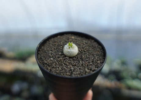 パキポディウム　恵比寿笑い　Pachypodium brevicaule　No.3