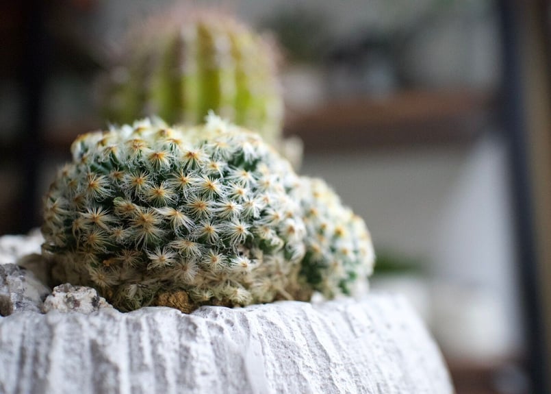 echidna 星の透明サボテン　王冠竜寄せ植え サボテンのオリジナル寄せ植え（小）【恐竜セット/アニマルセット