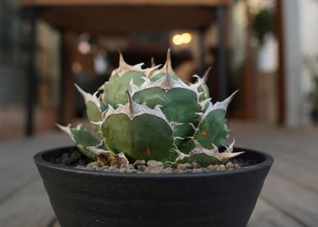 アガベ　チタノタ　FO-76　Agave titanota ”FO-76"　No.1