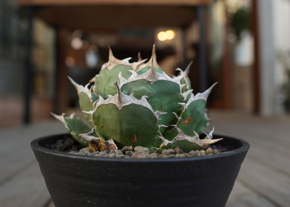 30cm超】Agave titanota FO-76 アガベ チタノタ