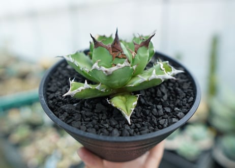 アガベ　チタノタ　姫厳竜　Agave titanota dwarf　No.2