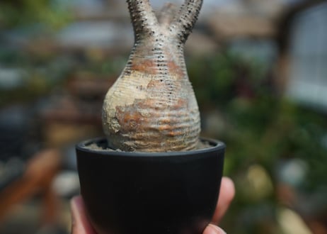 【未発根】パキポディウム　グラキリス　 Pachypodium Gracilius  No.10