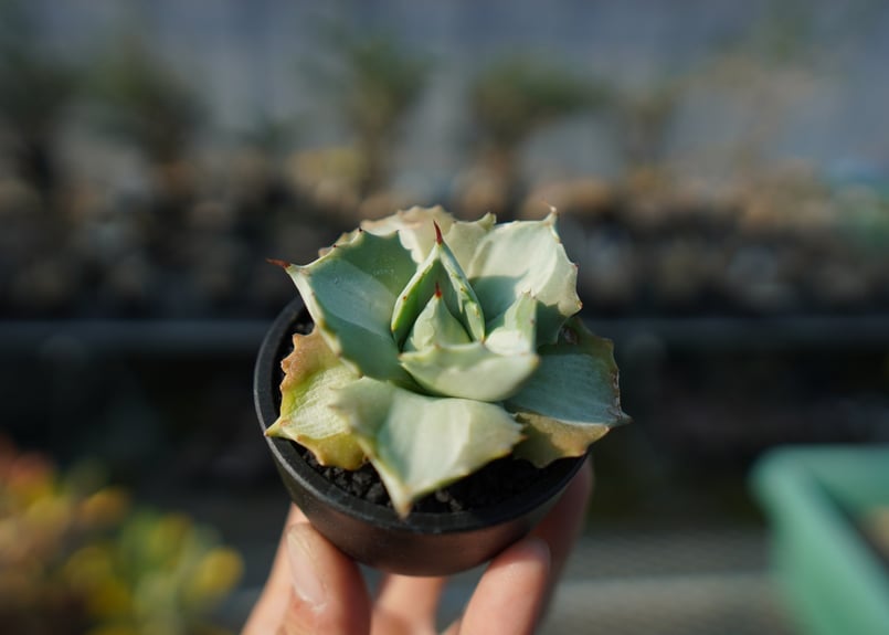 特選 アガベ王妃雷神 50株 斑入り 錦 agave 国産 極上 特選 アガベ王妃