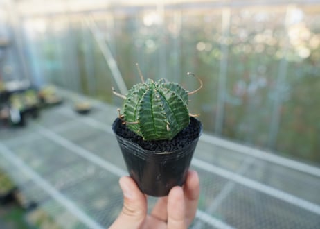 ユーフォルビア　スーパーバリダ　Euphorbia super valida  No.1
