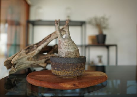 パキポディウム　グラキリス　 Pachypodium Gracilius