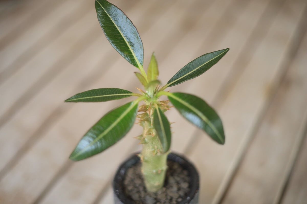 パキポディウム バロニー Pachypodium baronii | mana's farm: