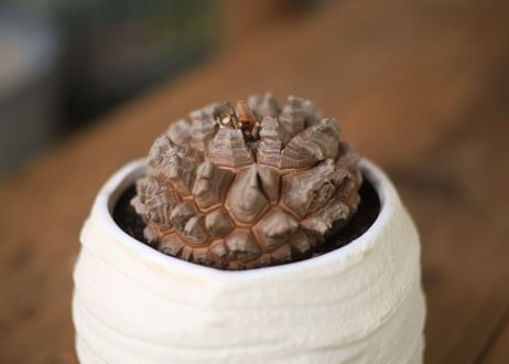 亀甲竜 Dioscorea elephantipes