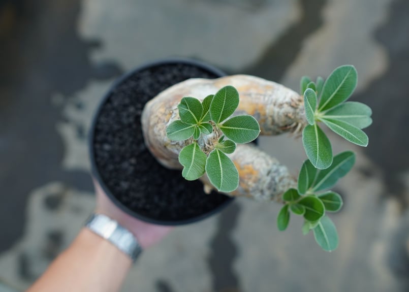 パキポディウム エブレネウム Pachypodium eburneum ③ パキポディウム エブレネウム Pachypodium eburneum No.3 | mana