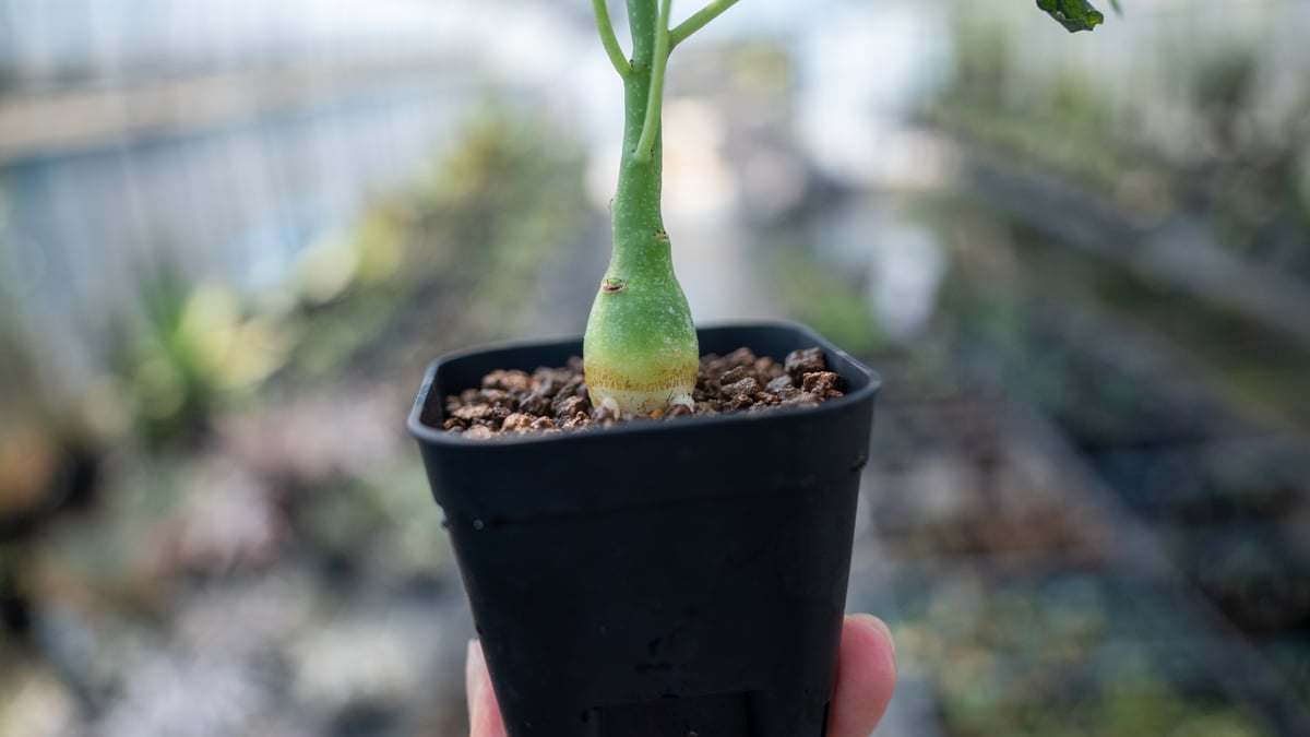 アデニア グラウカ Adenia glauca NO.5 | mana's farm:塊根植