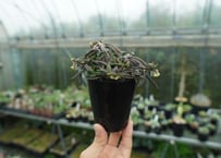 ユーフォルビア キリンドリフォリア Euphorbia cylindrifolia