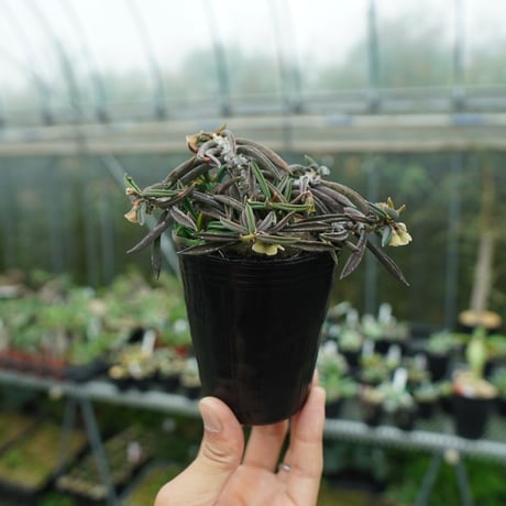 レア多肉植物シリーズ・ユーフォルビア・シリンドリフォリアinわけけの