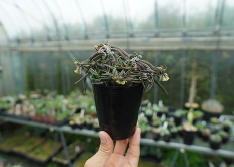 ユーフォルビア キリンドリフォリア Euphorbia cylindrifolia