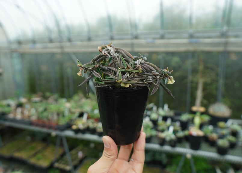 ユーフォルビア キリンドリフォリア Euphorbia cylindrifolia | man