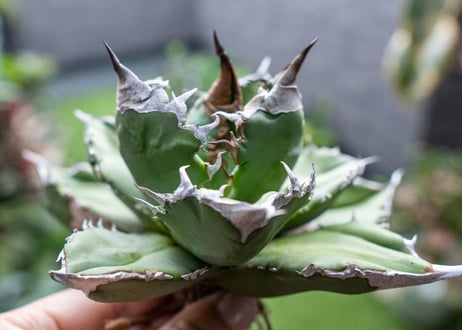 Agave White flame 白火焰 A NO.2